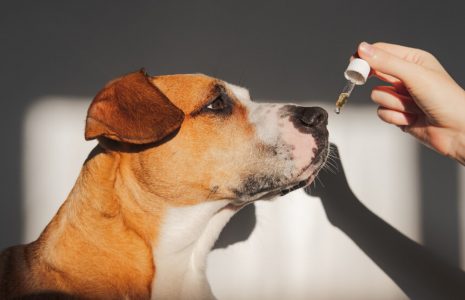 Meloxicam For Dogs