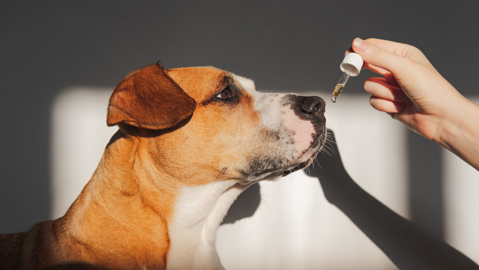 Meloxicam For Dogs