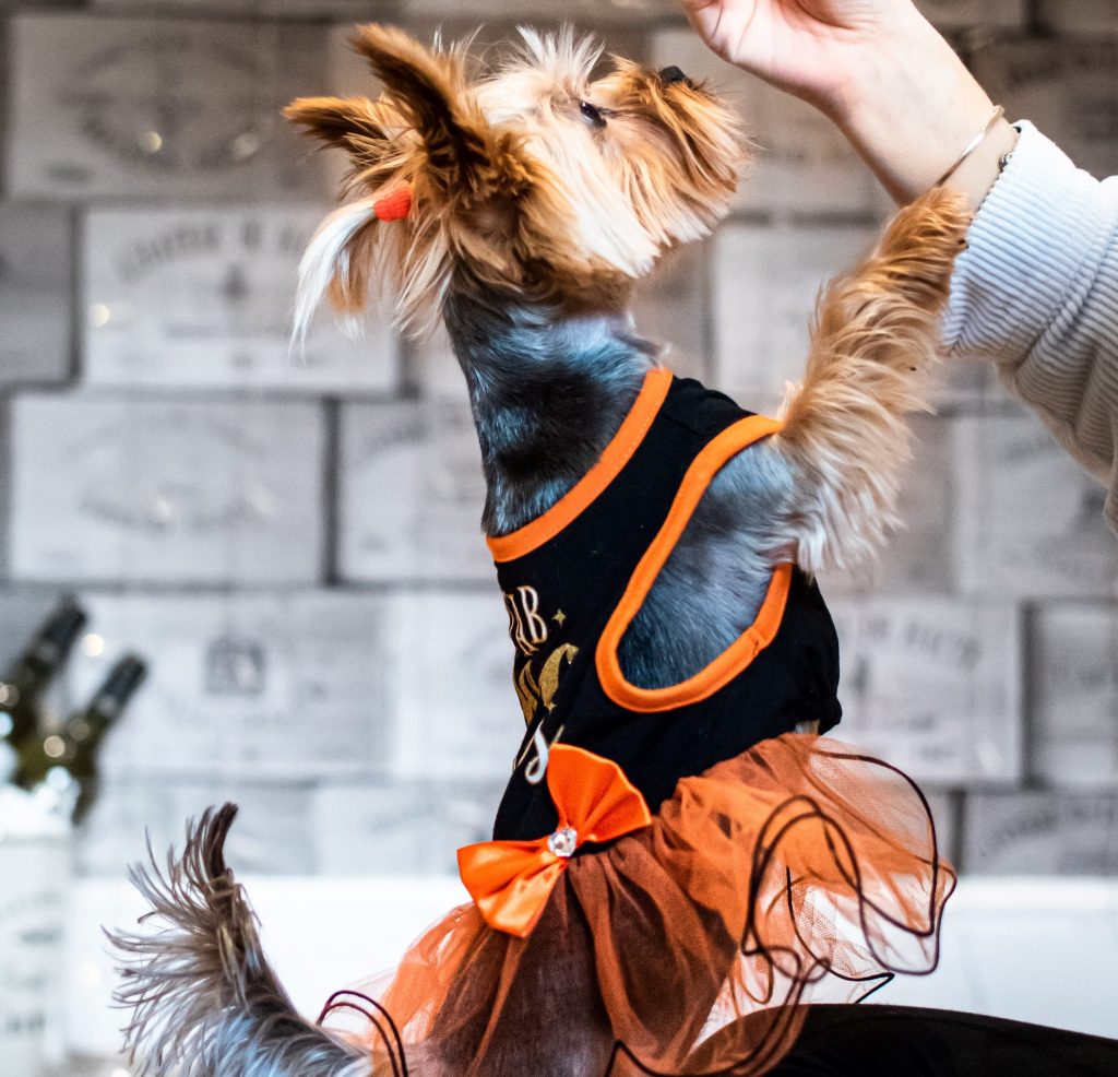 How Can We Make Our Dogs Like Dog Dresses?