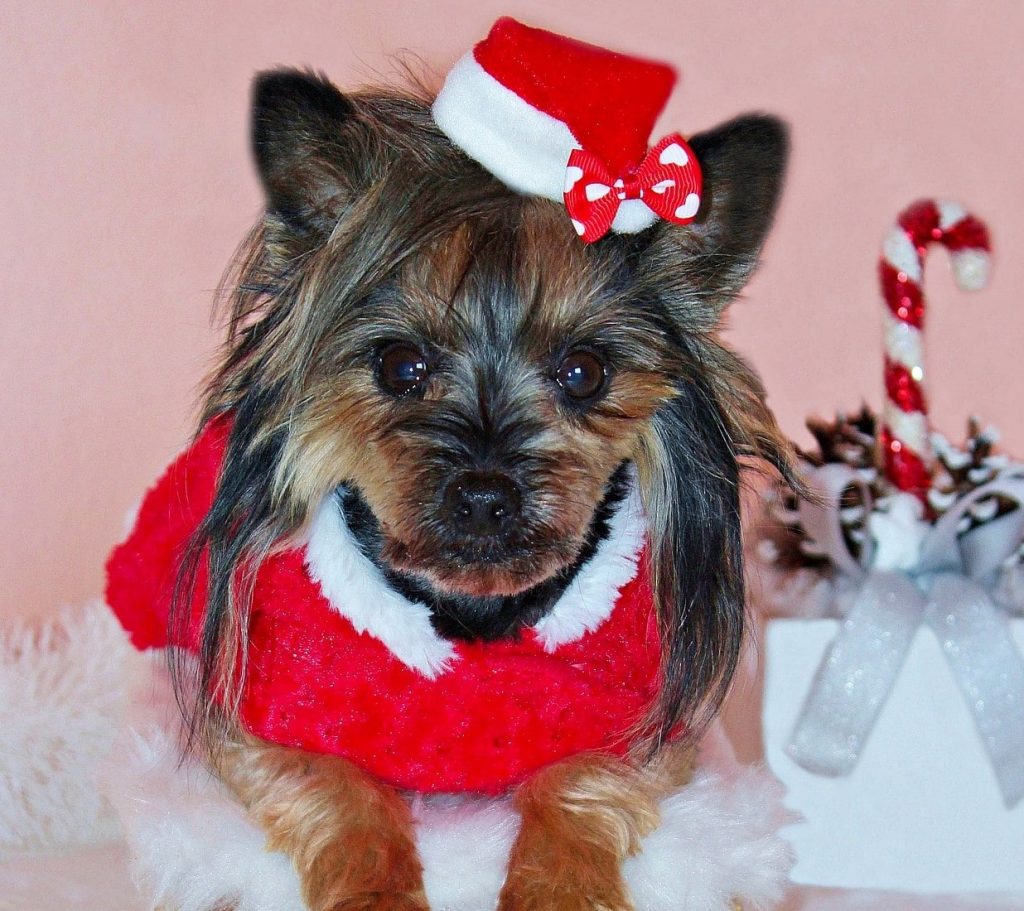 Christmas Dog Dresses