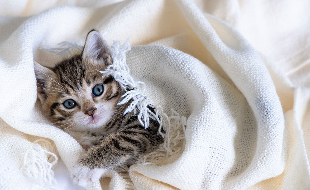 Best Cat Blankets For Your Cat