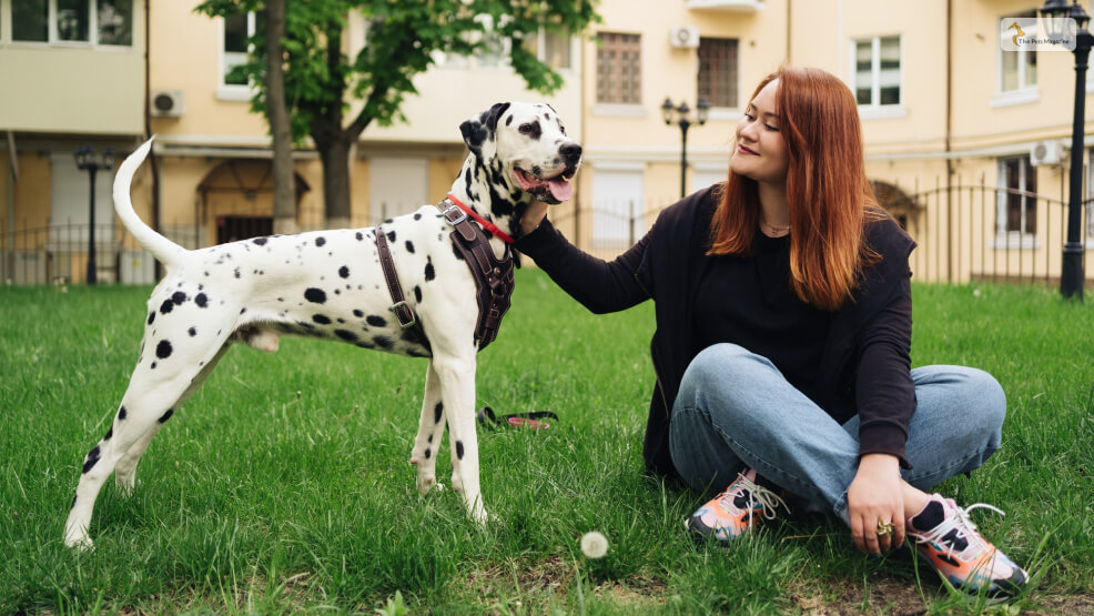 Black And White Dog Breeds