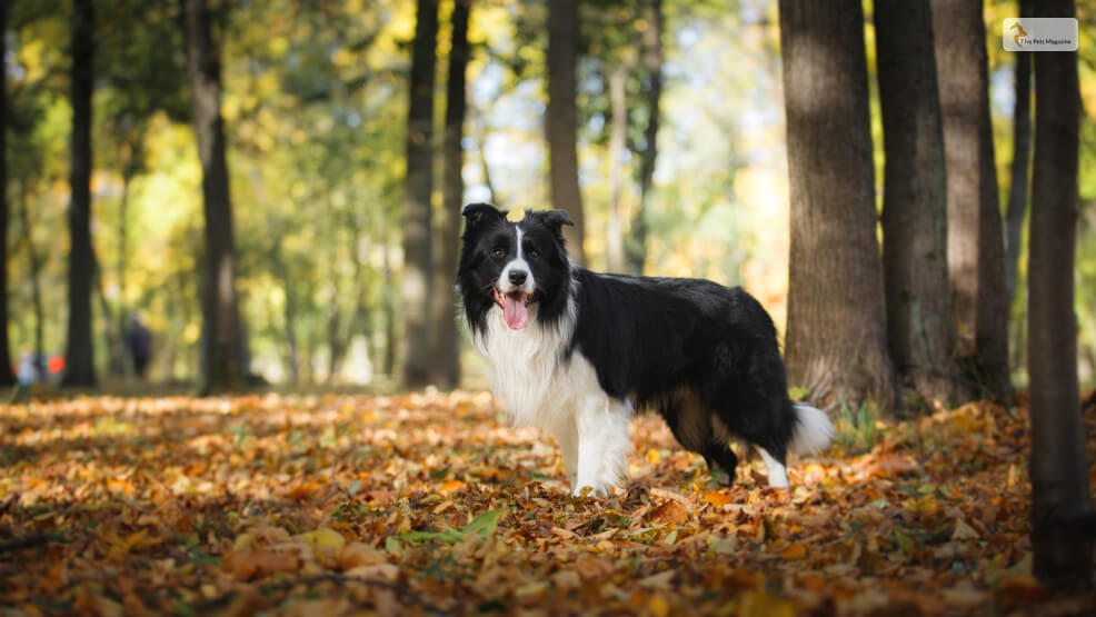 Border Collie