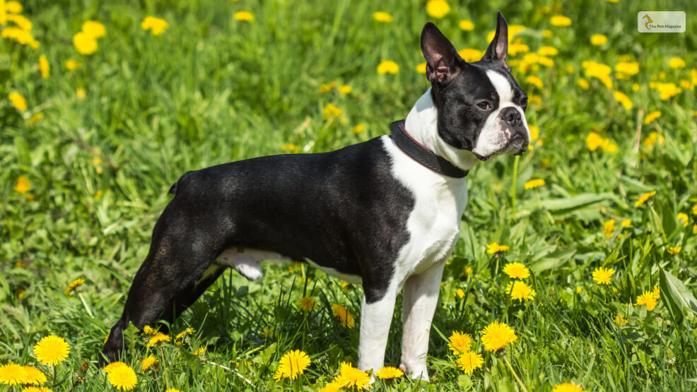 Boston Terrier