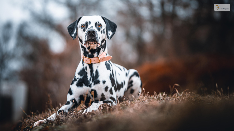 Dalmatian dog breed