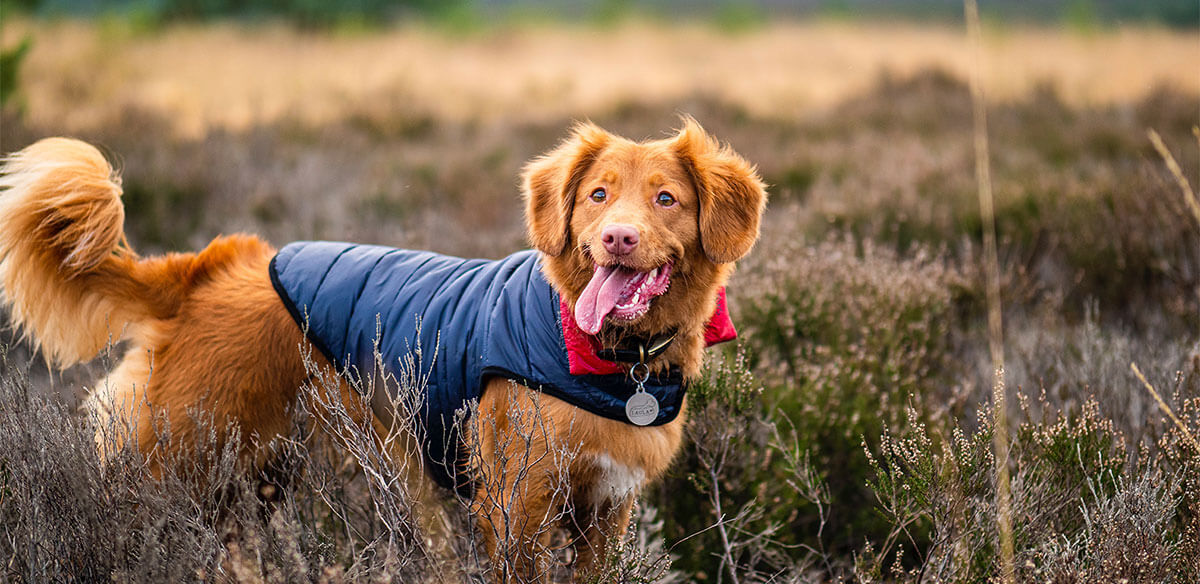 Top 10 Best Dog Coats