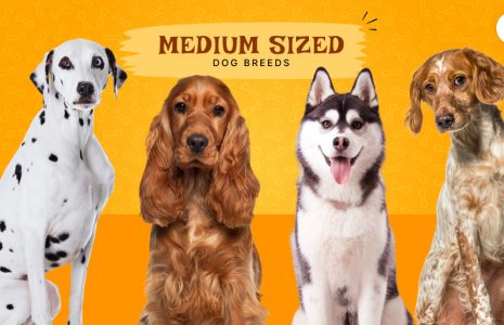 Medium sized dog breeds