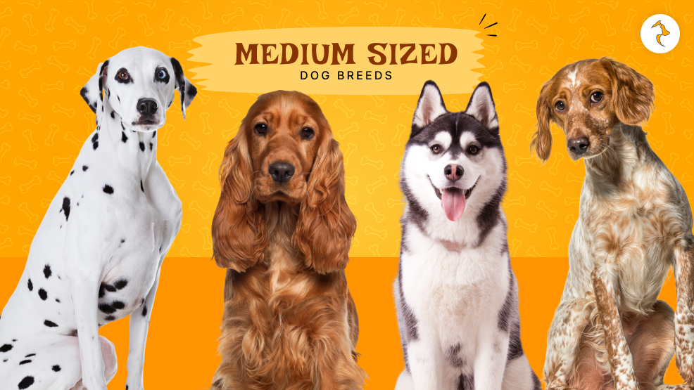 Medium sized dog breeds
