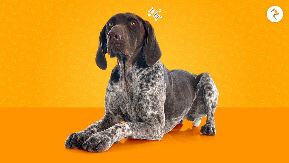 German Shorthaired Pointer