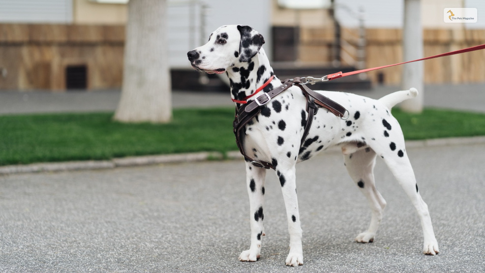 Harlequin Great Dane