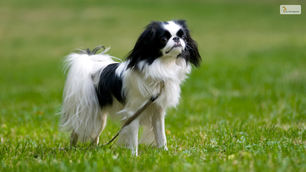 Japanese Chin