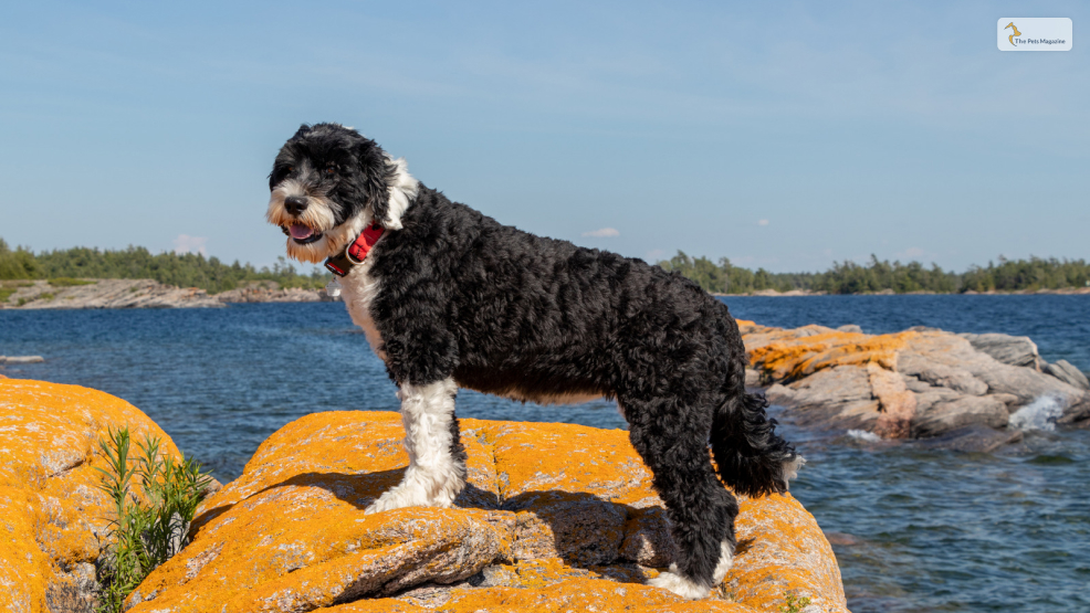 Portuguese Water Dog 