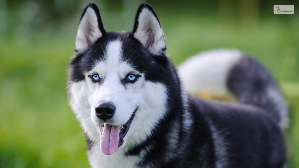 Siberian Husky 