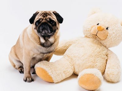 Toys for Puppies