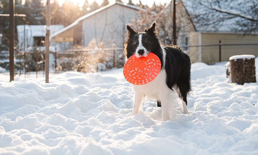 black and white dog