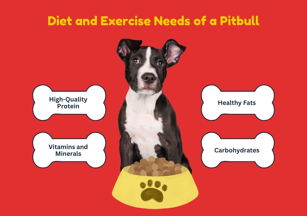 Diet and Exercise Needs of a Pitbull