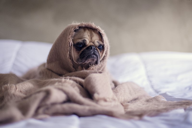 Dog Snood