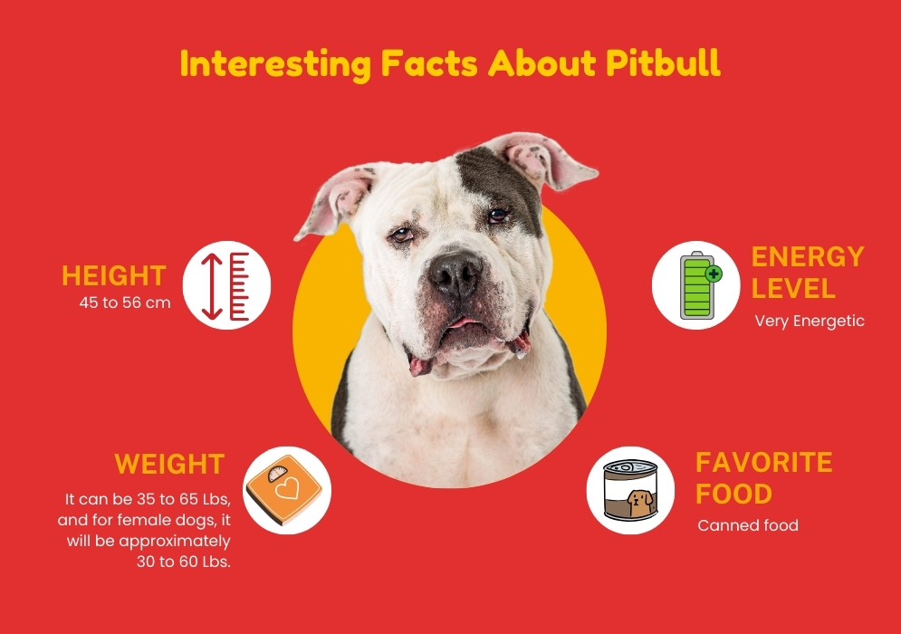 Interesting Facts About Pitbull Lifespan And Other Things