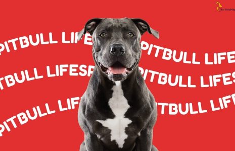 Pitbull lifespan