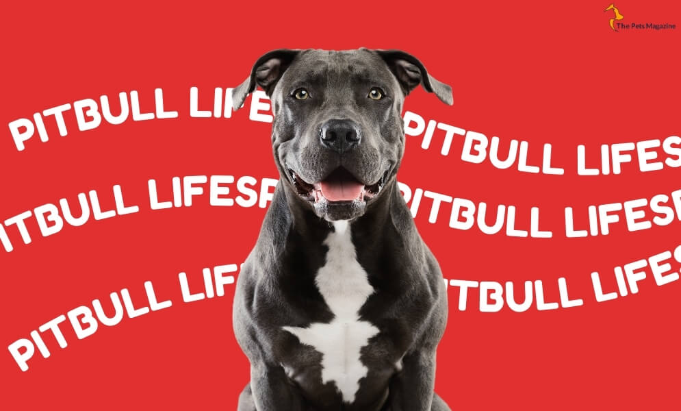 Pitbull lifespan