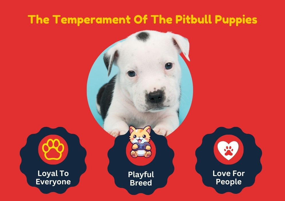 The Temperament Of The Pitbull Puppies