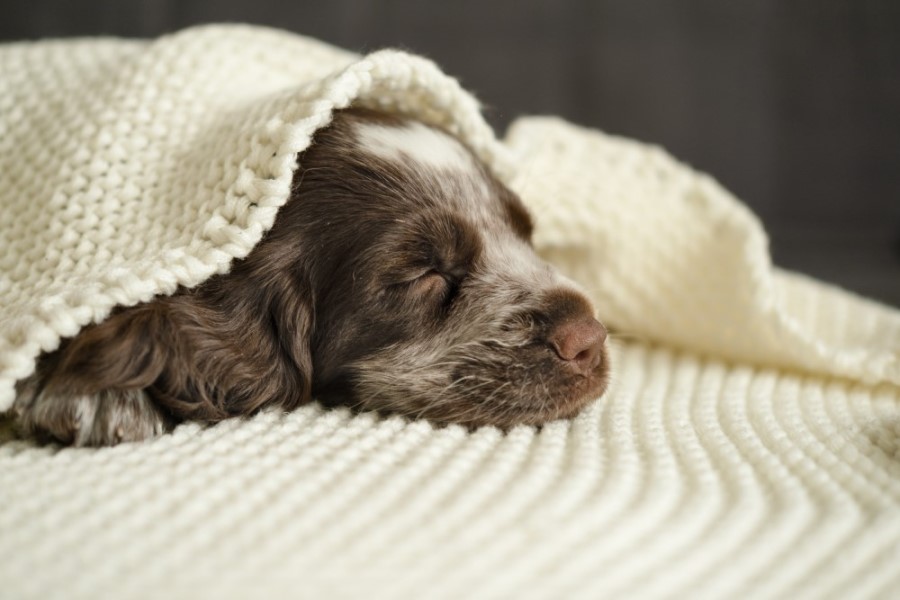 Heated Dog Bed