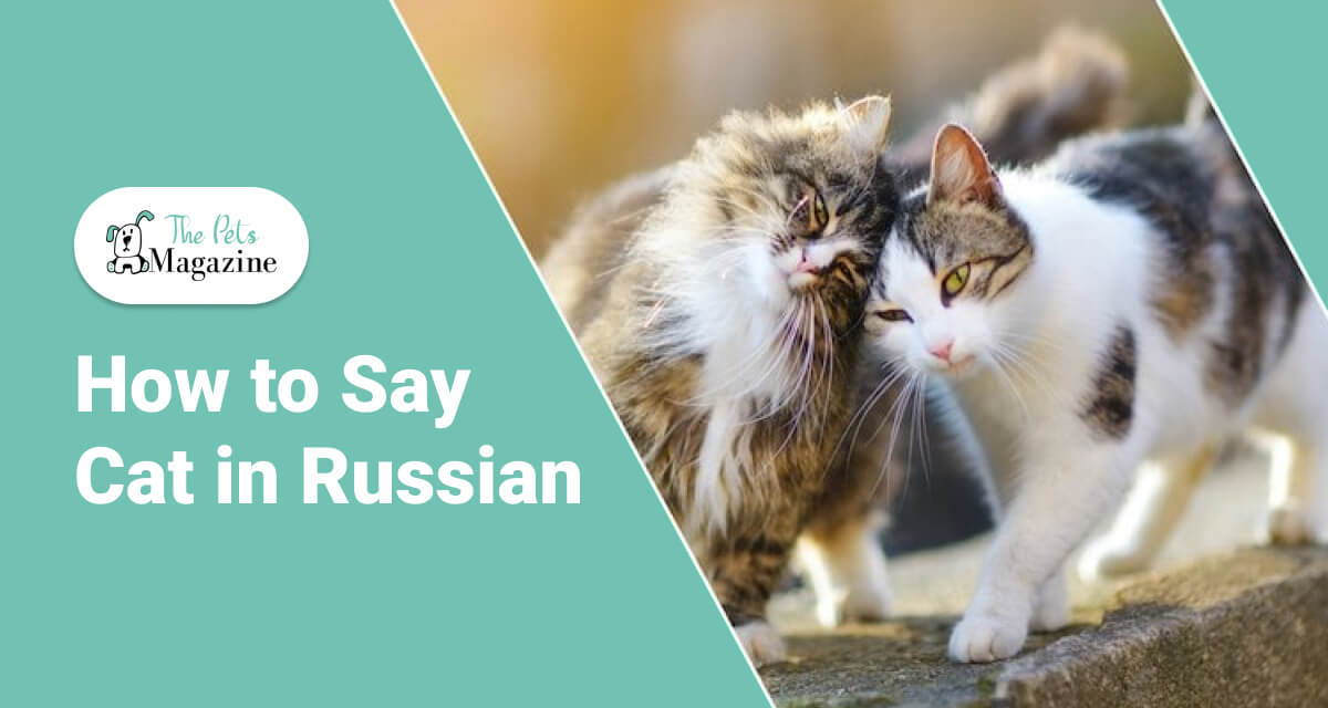 how-to-say-cat-in-russian-thepetsmagazine