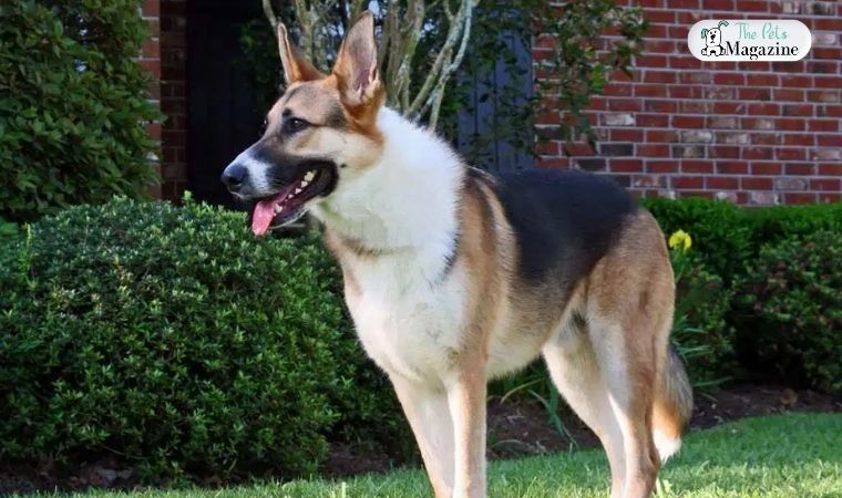 panda german shepherd