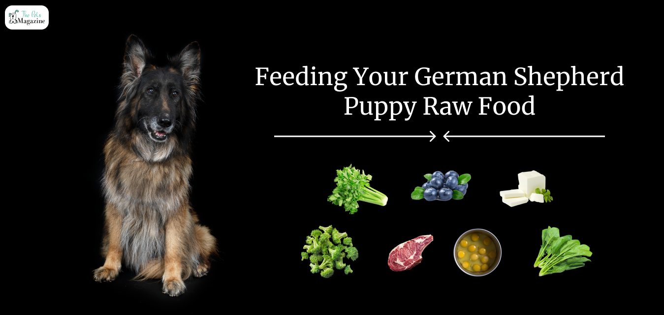 How Much Should A German Shepherd Puppy Eat