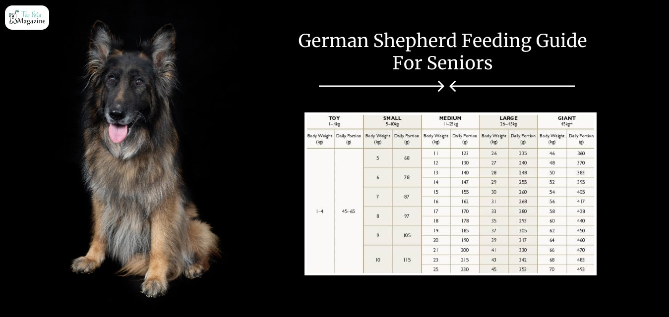 German Shepherd Feeding Guide For Seniors