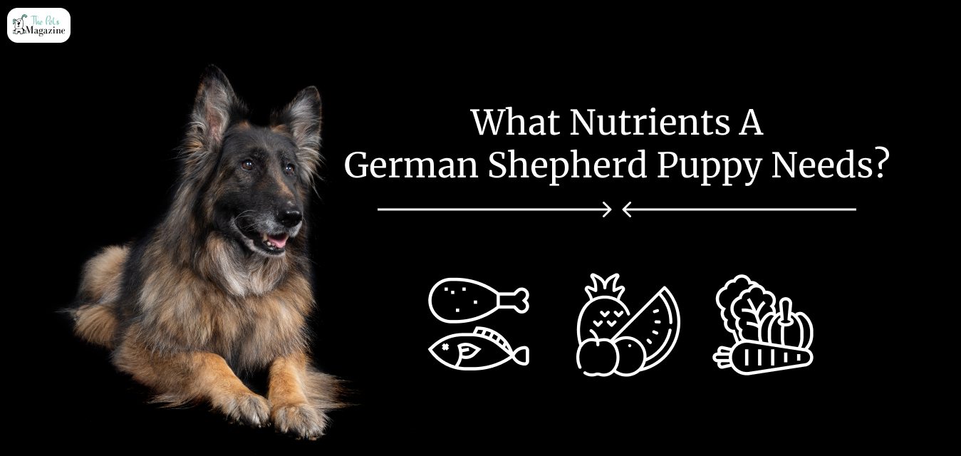 What Nutrients A German Shepherd Puppy Needs