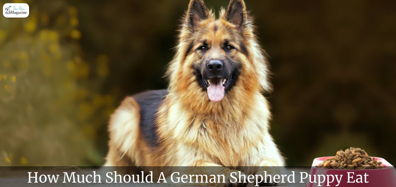 how-much-should-a-german-shepherd-puppy-eat