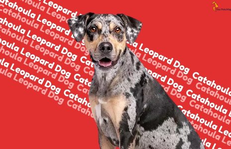 Catahoula Leopard Dog