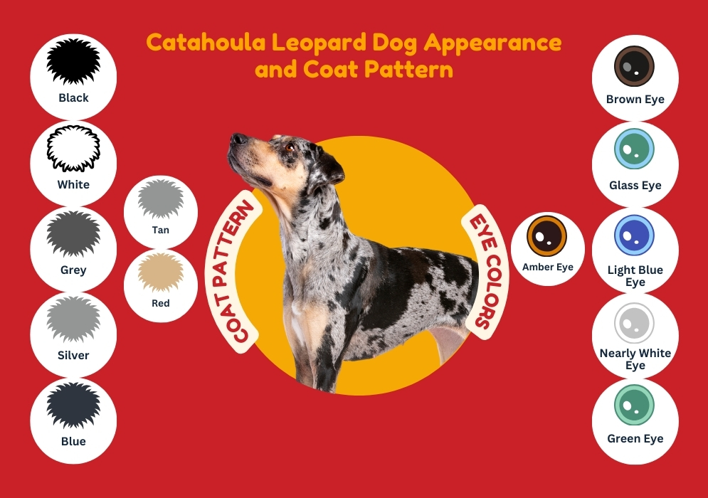 Catahoula Leopard Dog Appearance and coat pattern