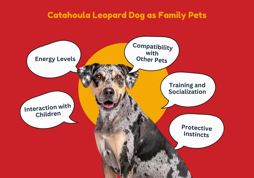 Catahoula Leopard Dog as Family Pets