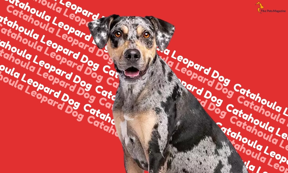 Catahoula Leopard Dog