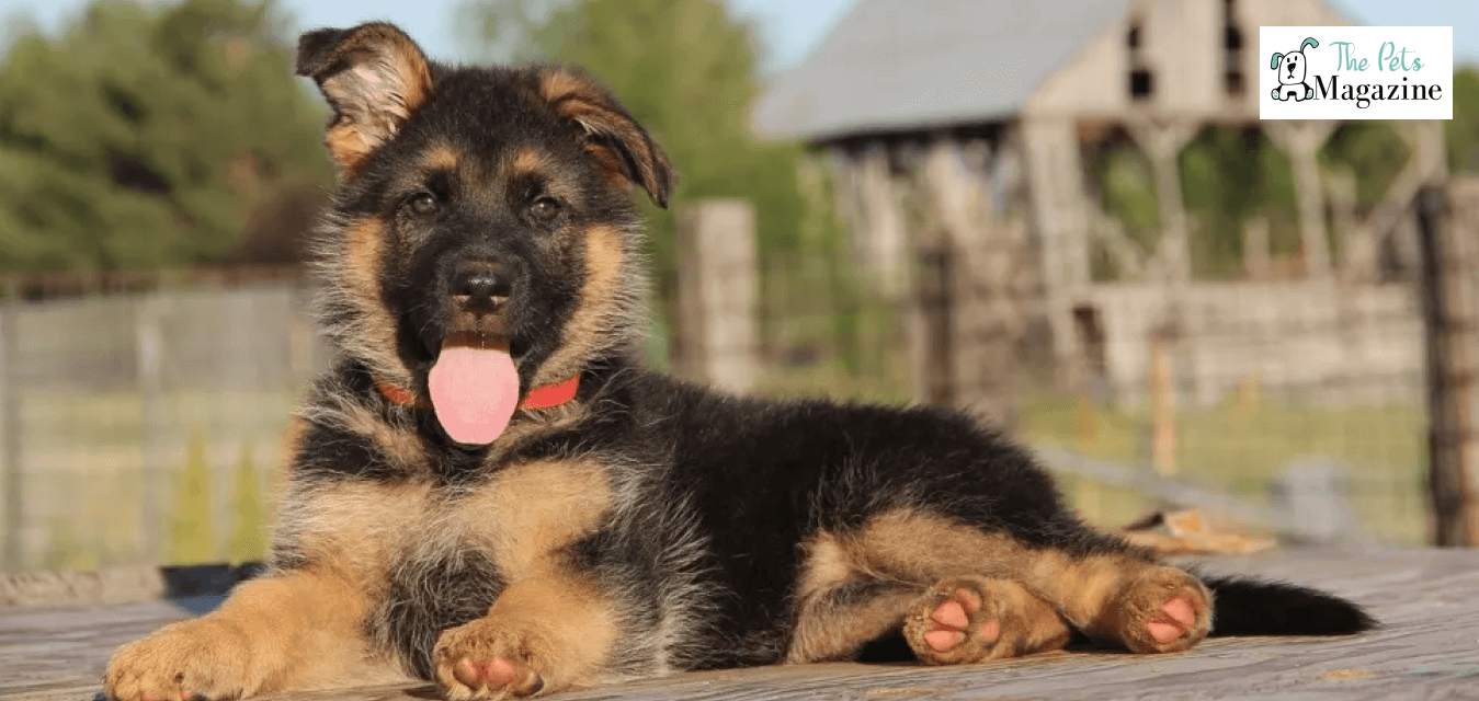 German Shepherds Stop Growing