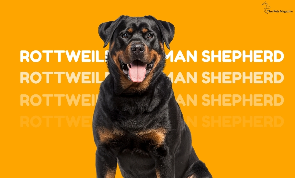 Rottweiler German Shepherd-Breed Overview