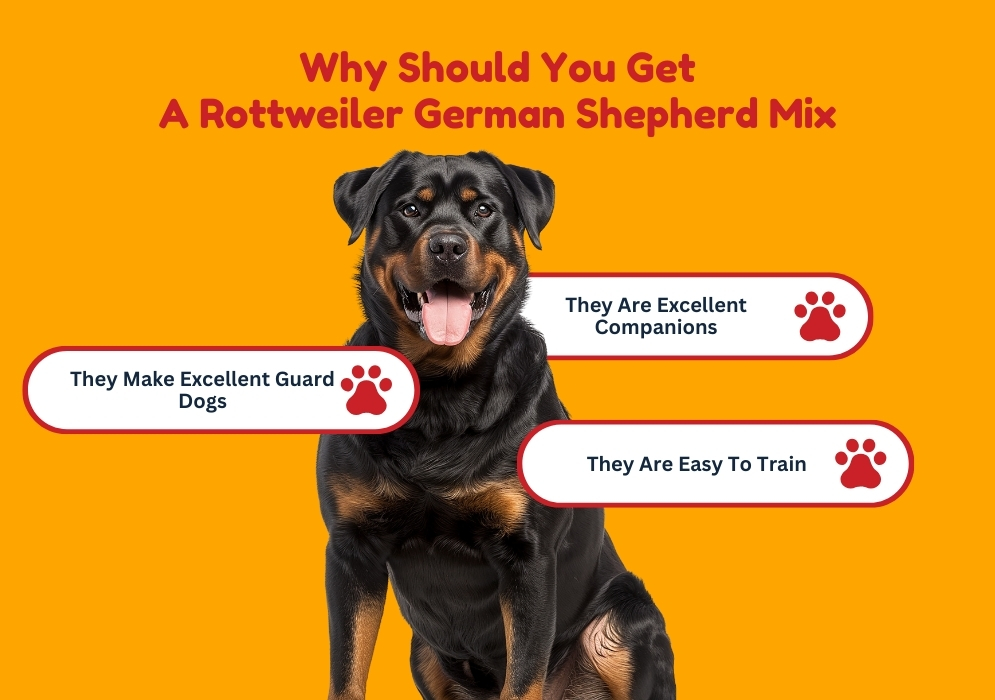 Why Should You Get A Rottweiler German Shepherd Mix