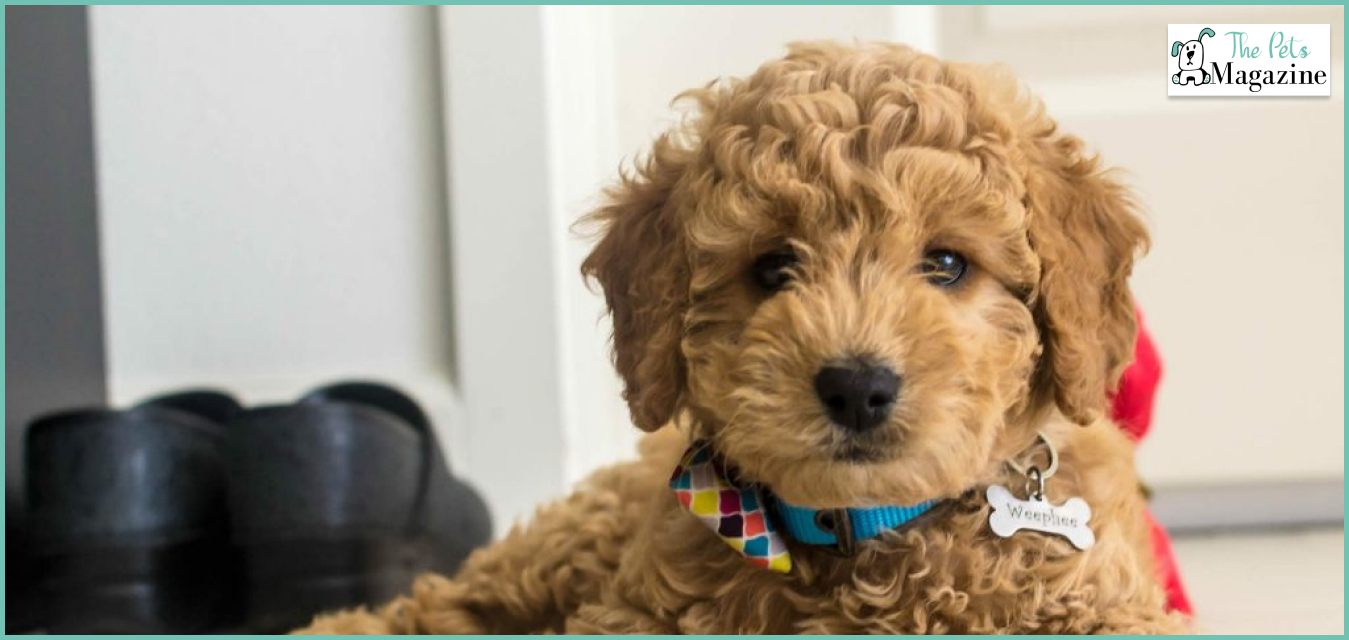 About A Mini Goldendoodle