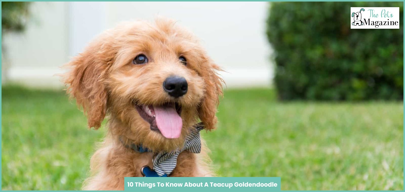 About A Teacup Goldendoodle