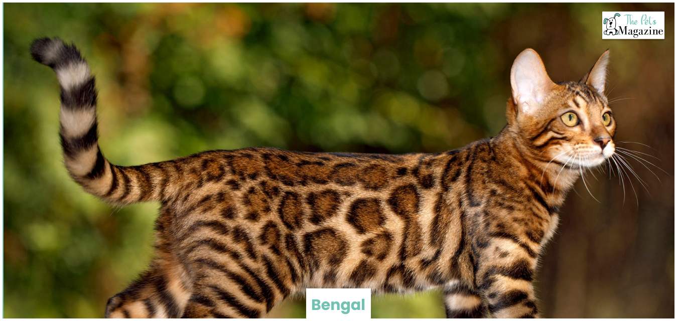 Bengal