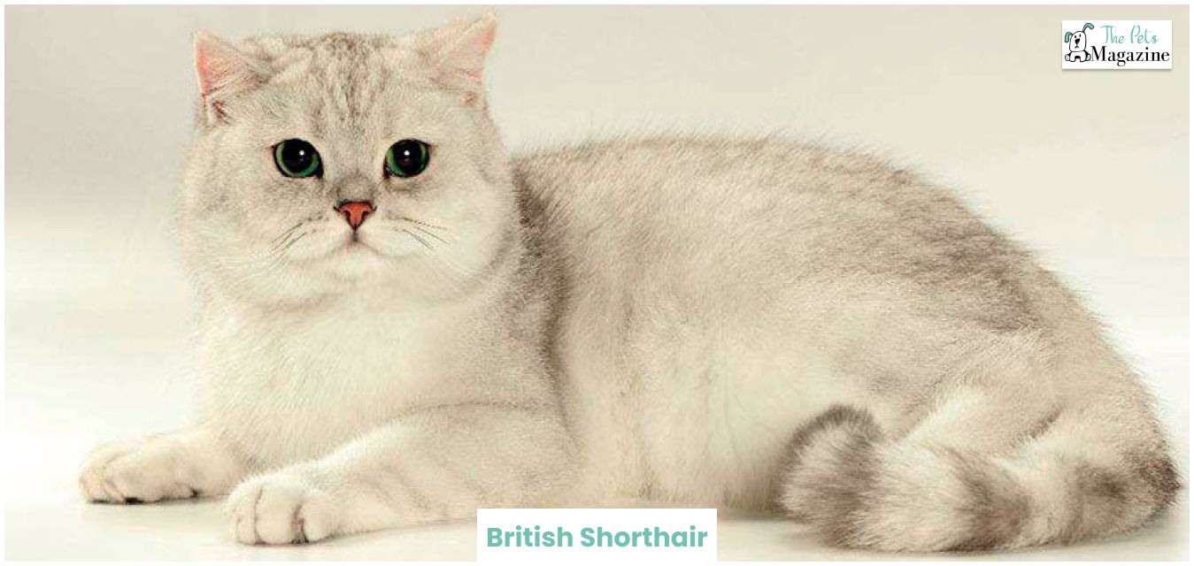 British Shorthair