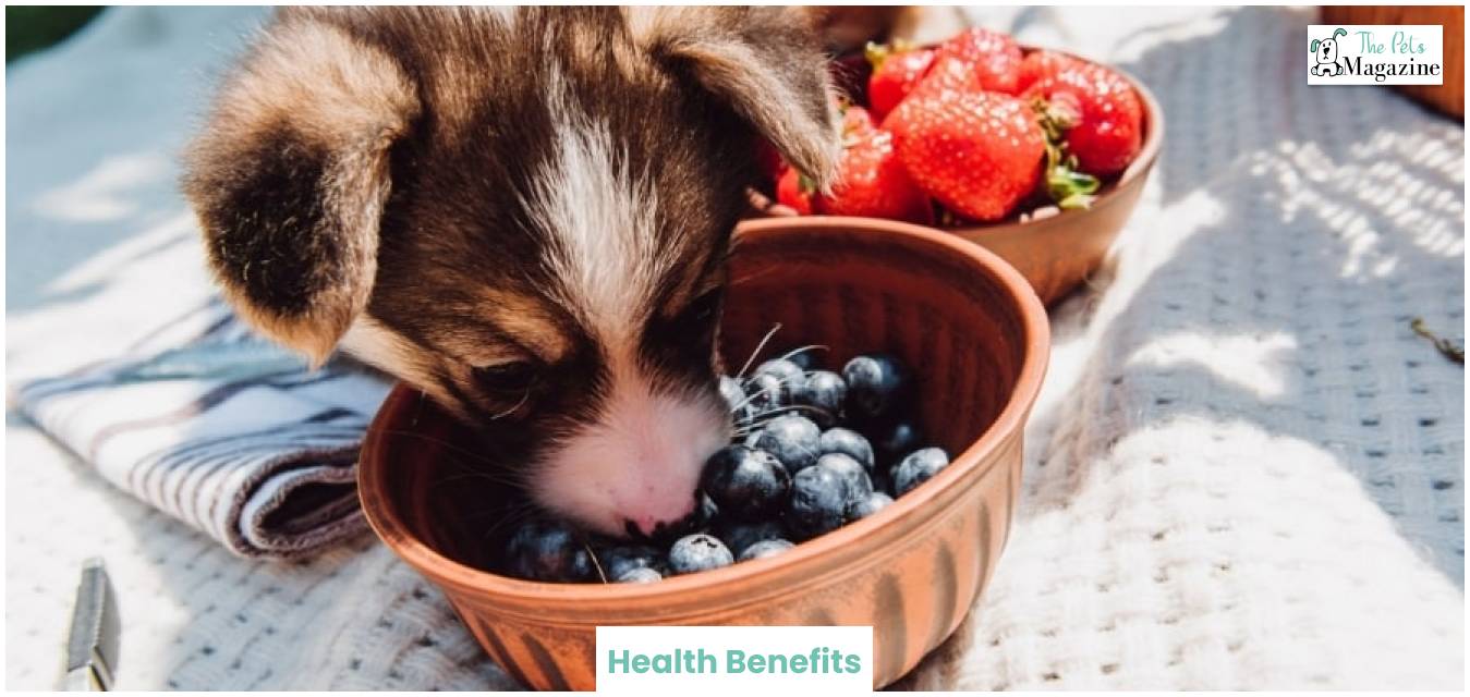 Can Dogs Eat Blueberries Health Benefits 