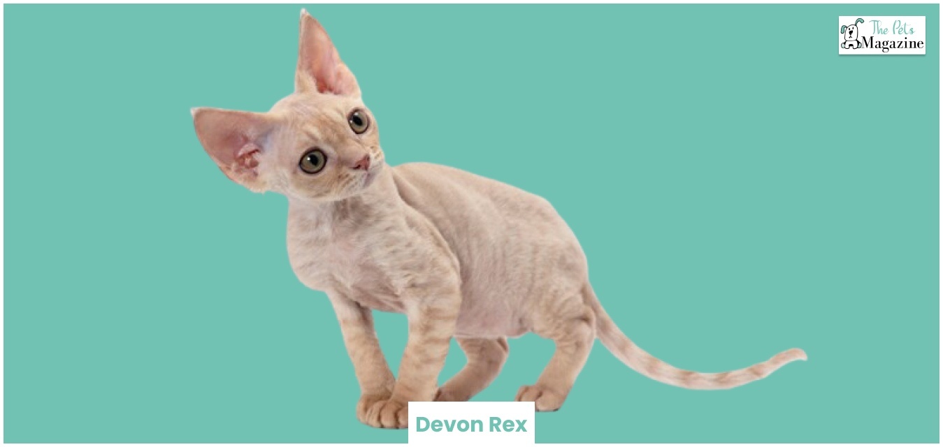 Devon Rex