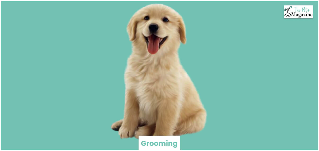 Labradoodle puppies need to be groomed regularly