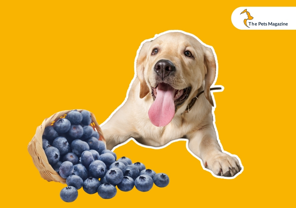 How should blueberries be prepared before giving them to dogs