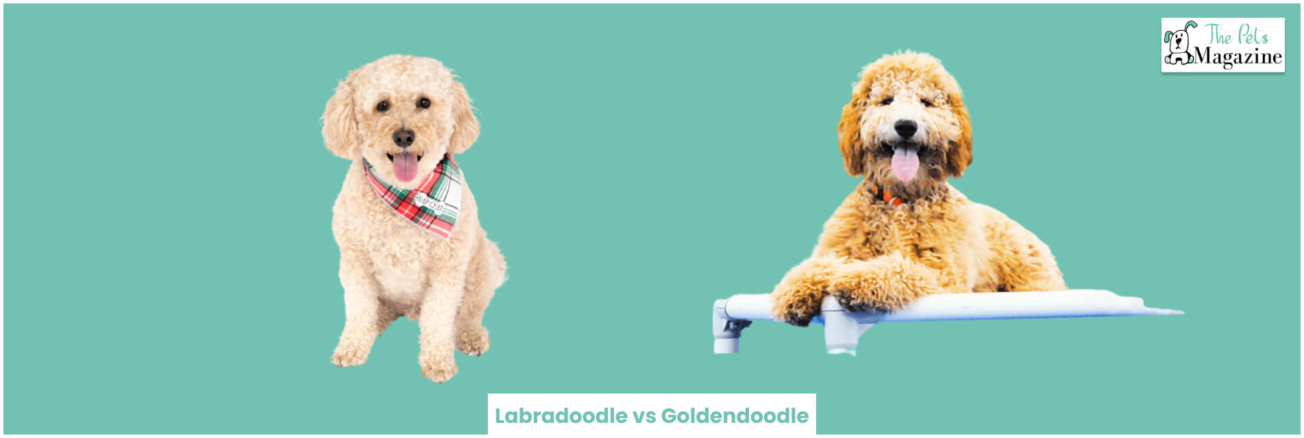 Labradoodle vs Goldendoodle