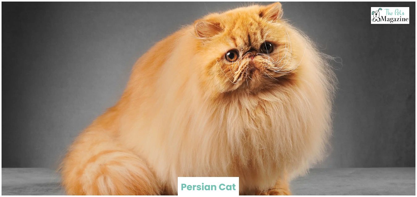 Persian Cat