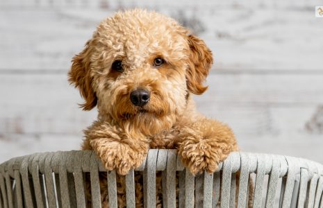 Teacup Goldendoodle